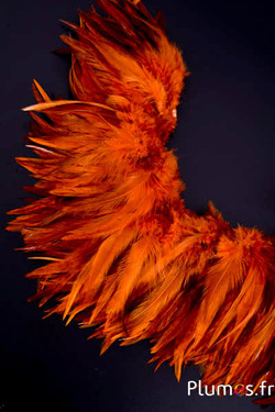 Frange coq - long. plumes 10-15 cm - braise sauvage